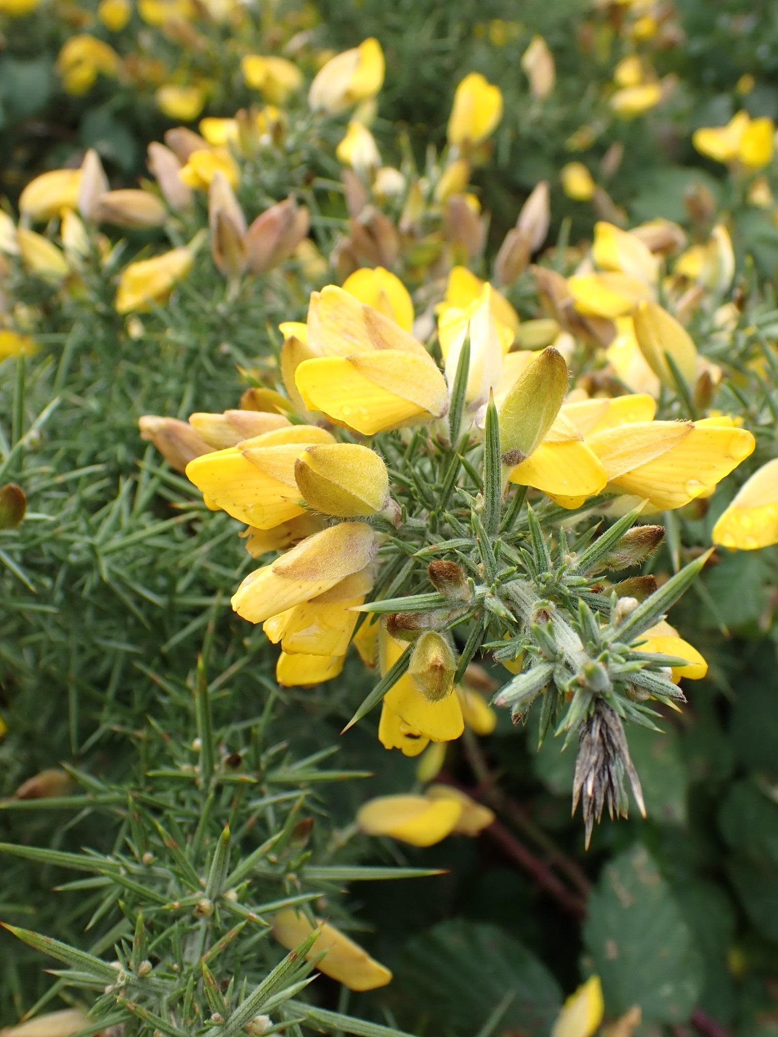 Gorse Ulex europaeus - public domain - no pixel dimensions found.jpg