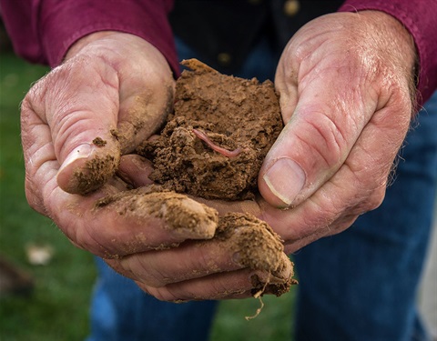 Hands cupping handful of soil with worms