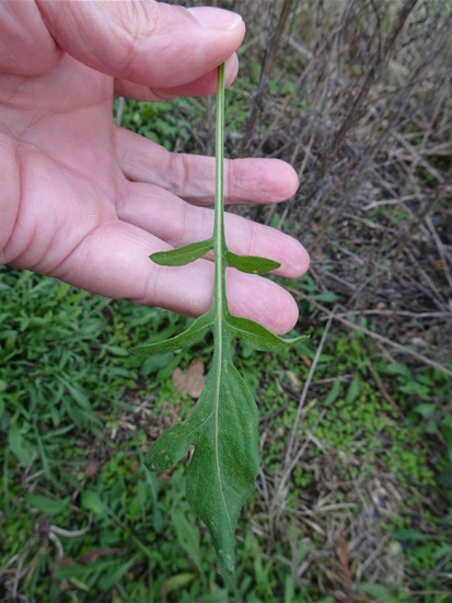 Leaf - Close-up - Public Domain.jpg