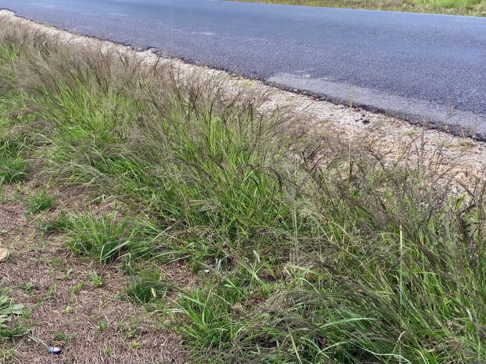 Soft lovegrass - a common lovegrass species - growing by a roadside.