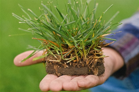 A square of turf on a man's upturned palm.