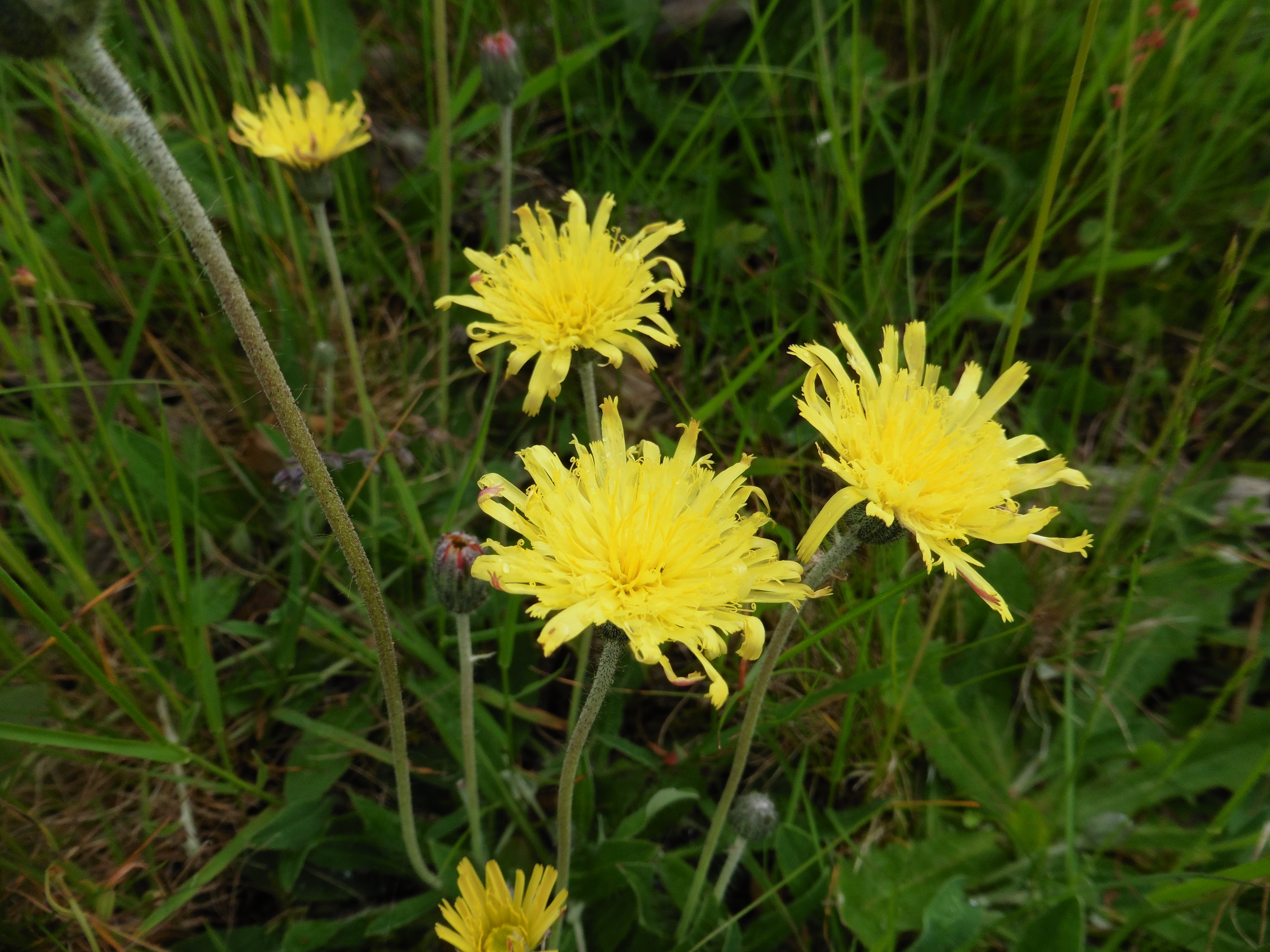 Mouse-ear hawkweed - Pilosella officinarum - public domain - replacement.jpg