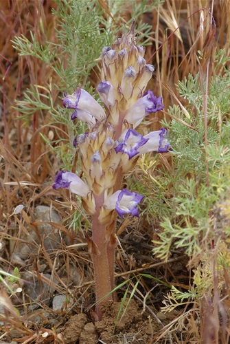 Nodding Broomrape - BY-NC - Benoit Segerer.jpeg