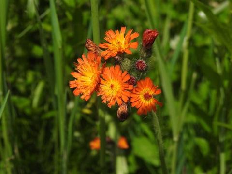 A close-up image of orange hawkweed flowers.