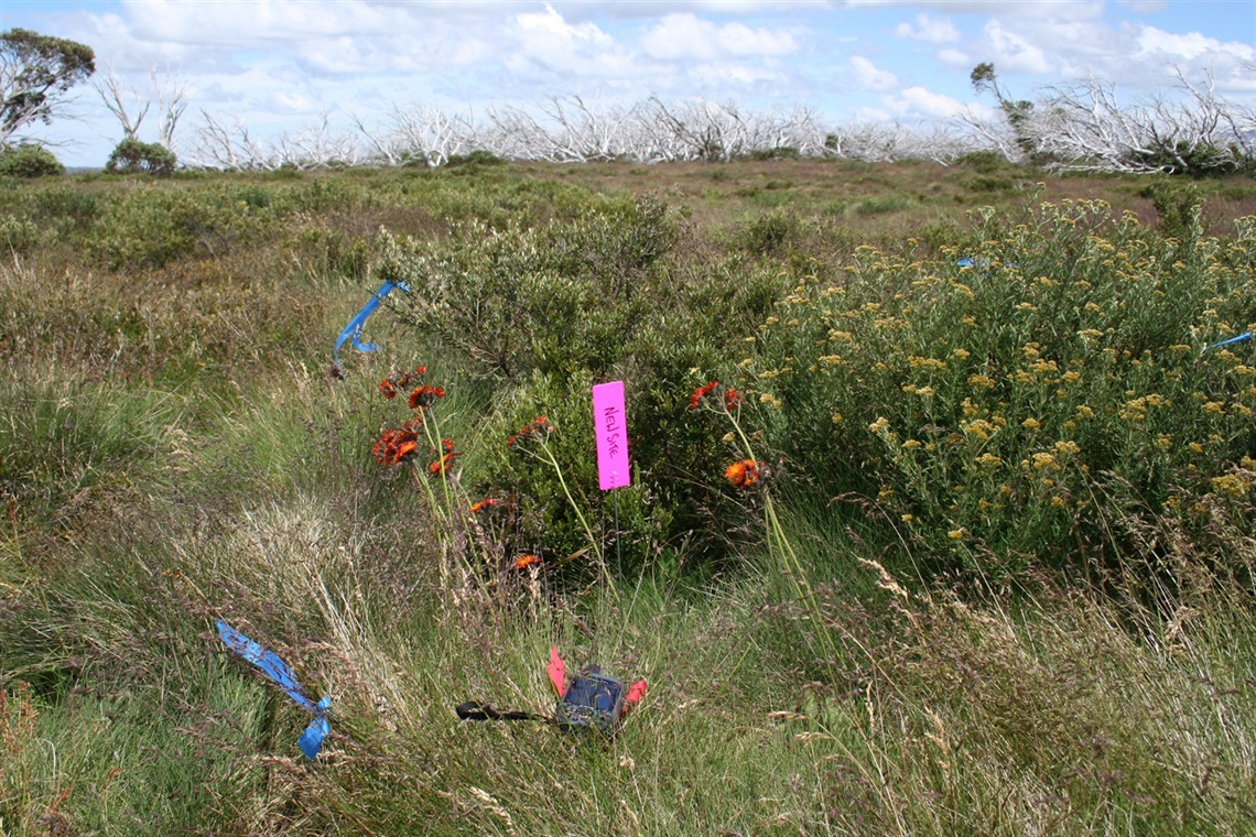 A flagged orange hawkweed site identification from 2012