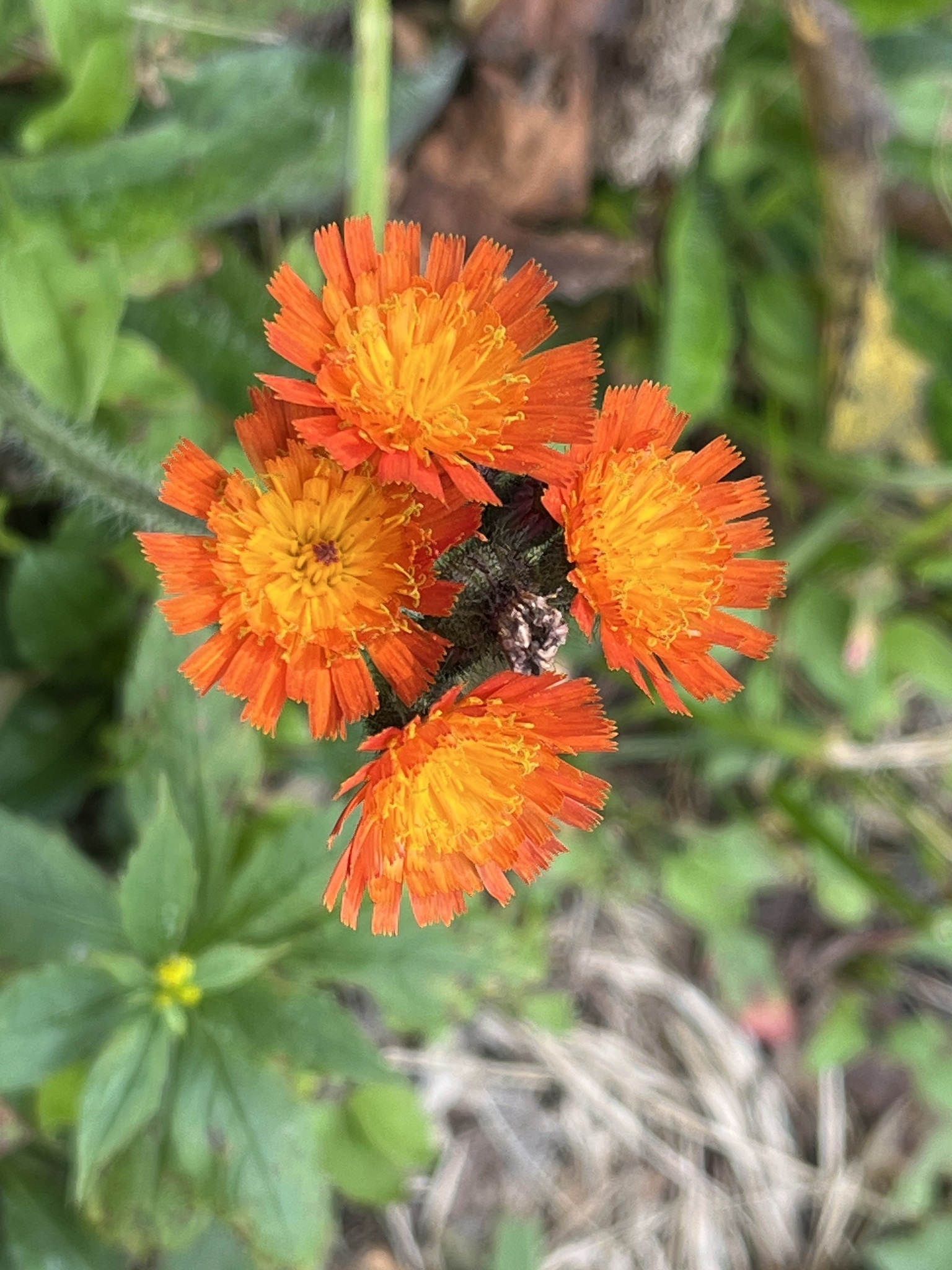 Orange hawkweed - Pilosella aurantiaca - public domain - no pixel dimensions found.jpg