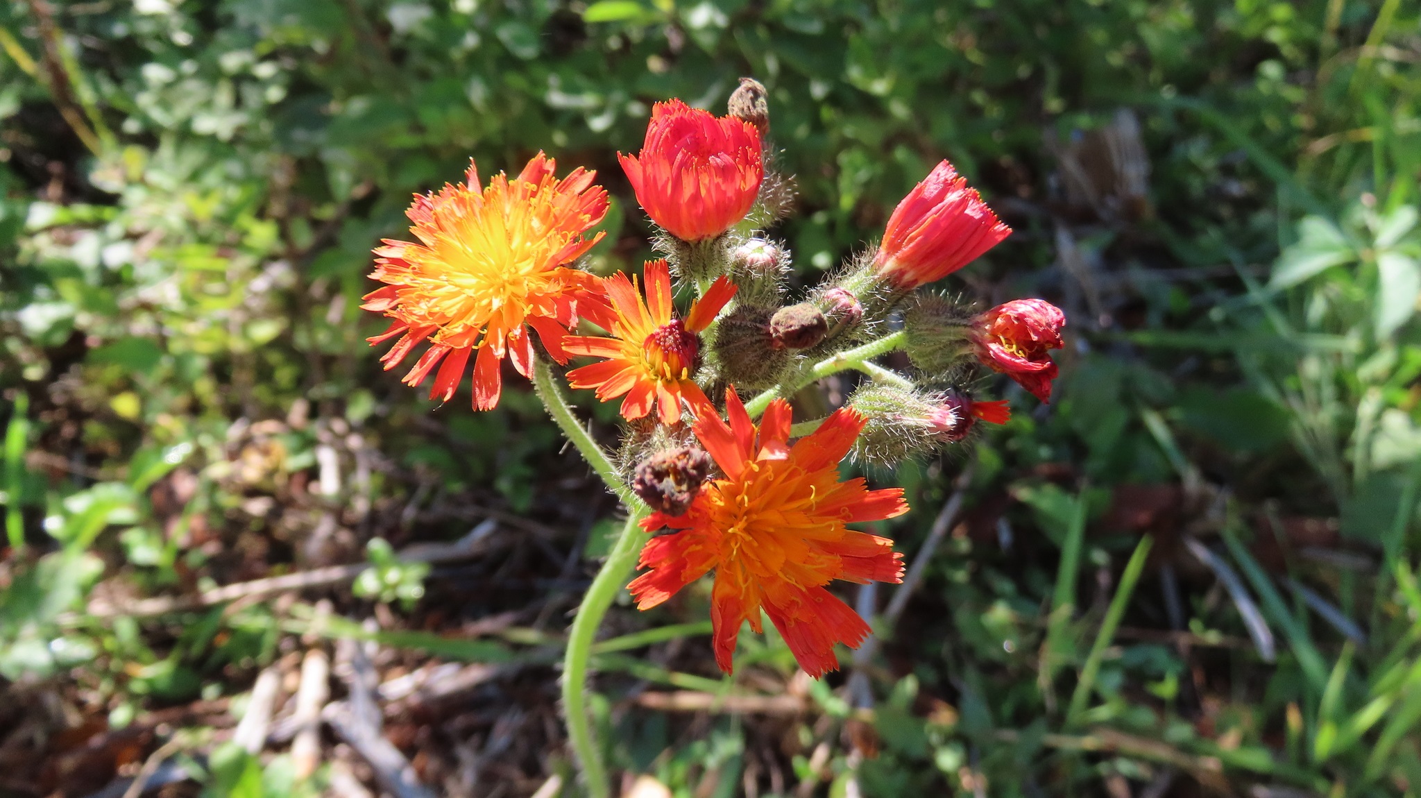 A close-up image of a cluster of orange hawkweed flowers in full bloom.