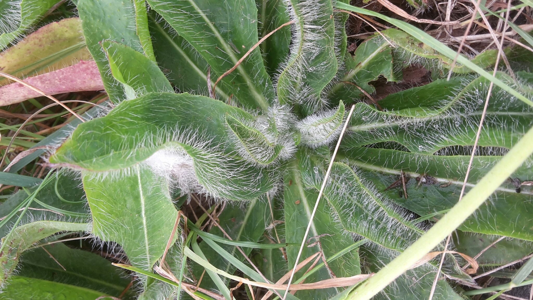 A close-up image of orange hawkweed rosette.