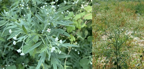 Two images of Parthenium Weed