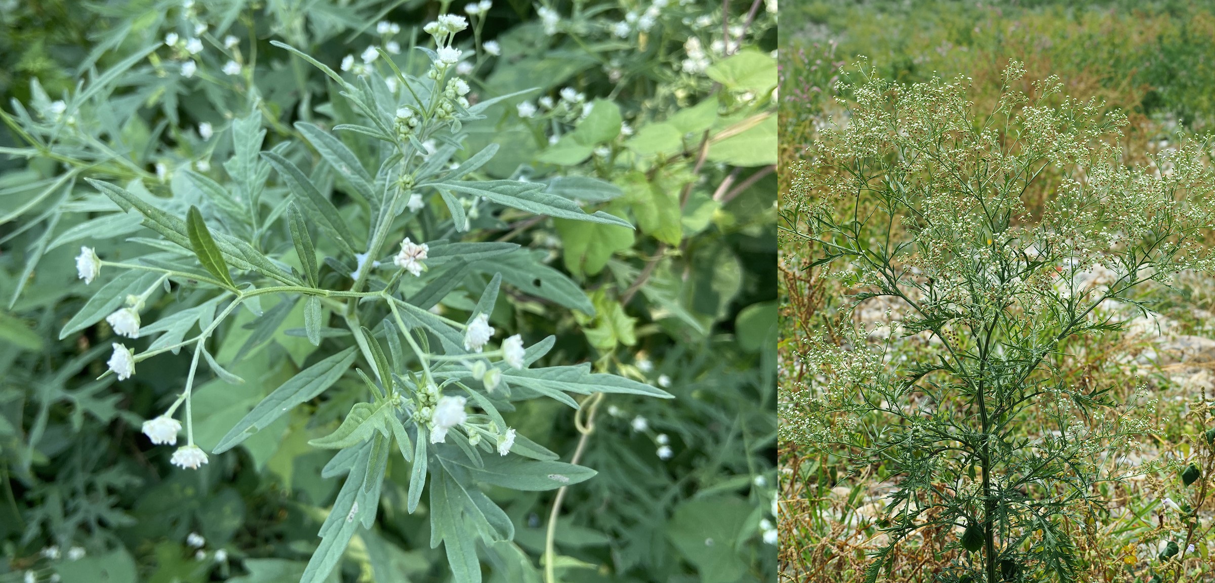 Two images of Parthenium Weed