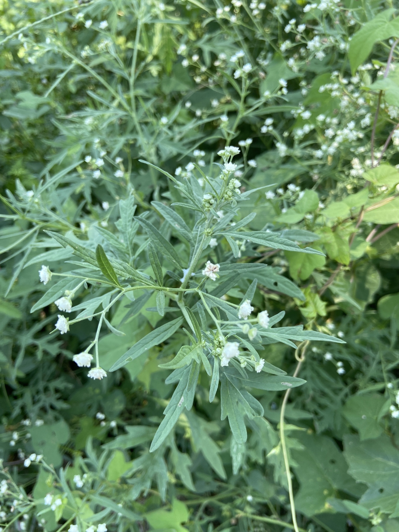 Parthenium weed Parthenium hysterophorus - public domain - no pixel dimensions found.jpg