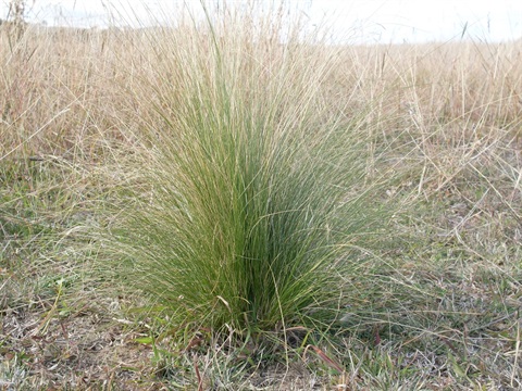 Serrated tussock Credit John Tann CC BY 2.0