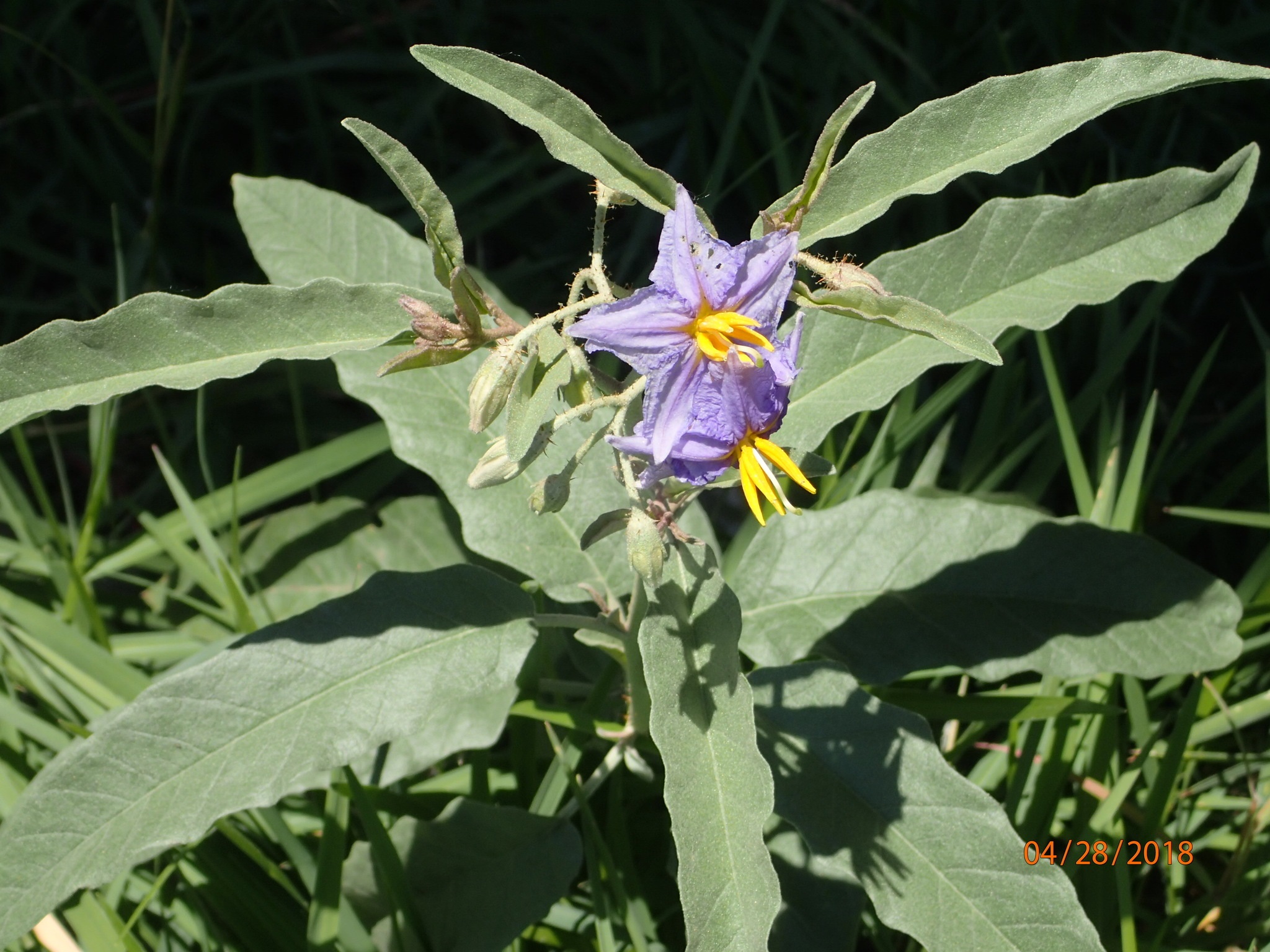 Silver leaf nightshade - Solanum elaeagnifolium - public domain - no pixel dimensions found.jpeg