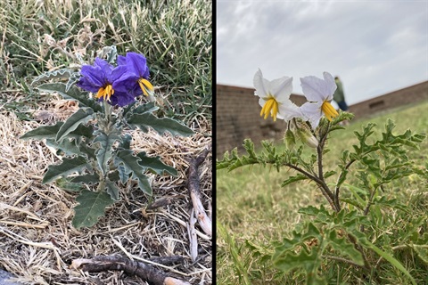 Silverleaf Nightshade (LEFT) & Sticky Nightshade (RIGHT)