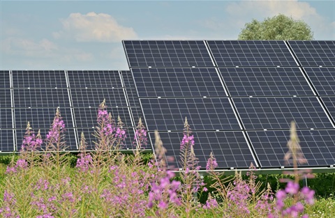 Picture of solar panels in a rural field with flowers in the foreground.