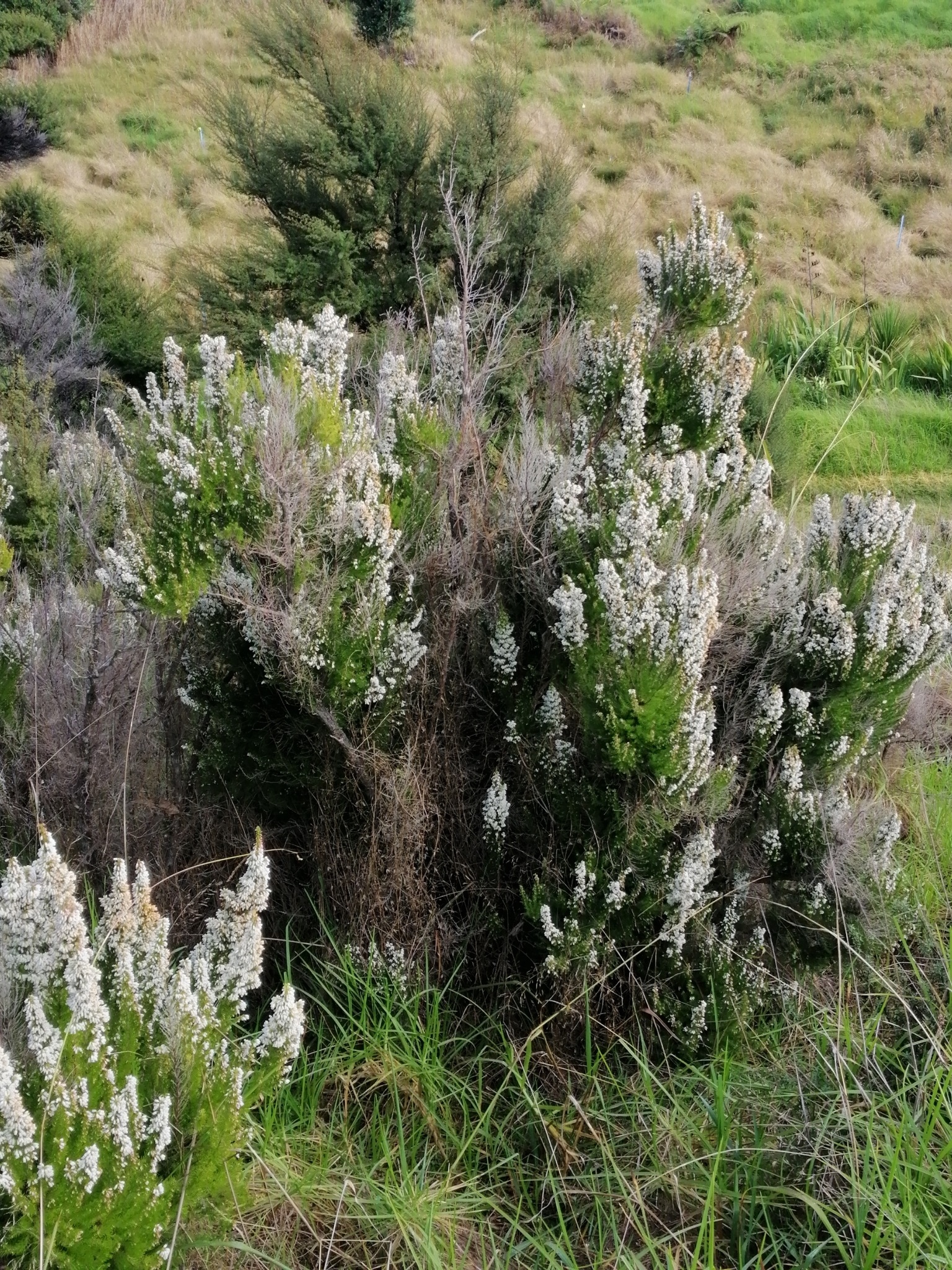 Spanish heath Erica lusitanica - public domain - no pixel dimensions found.jpeg