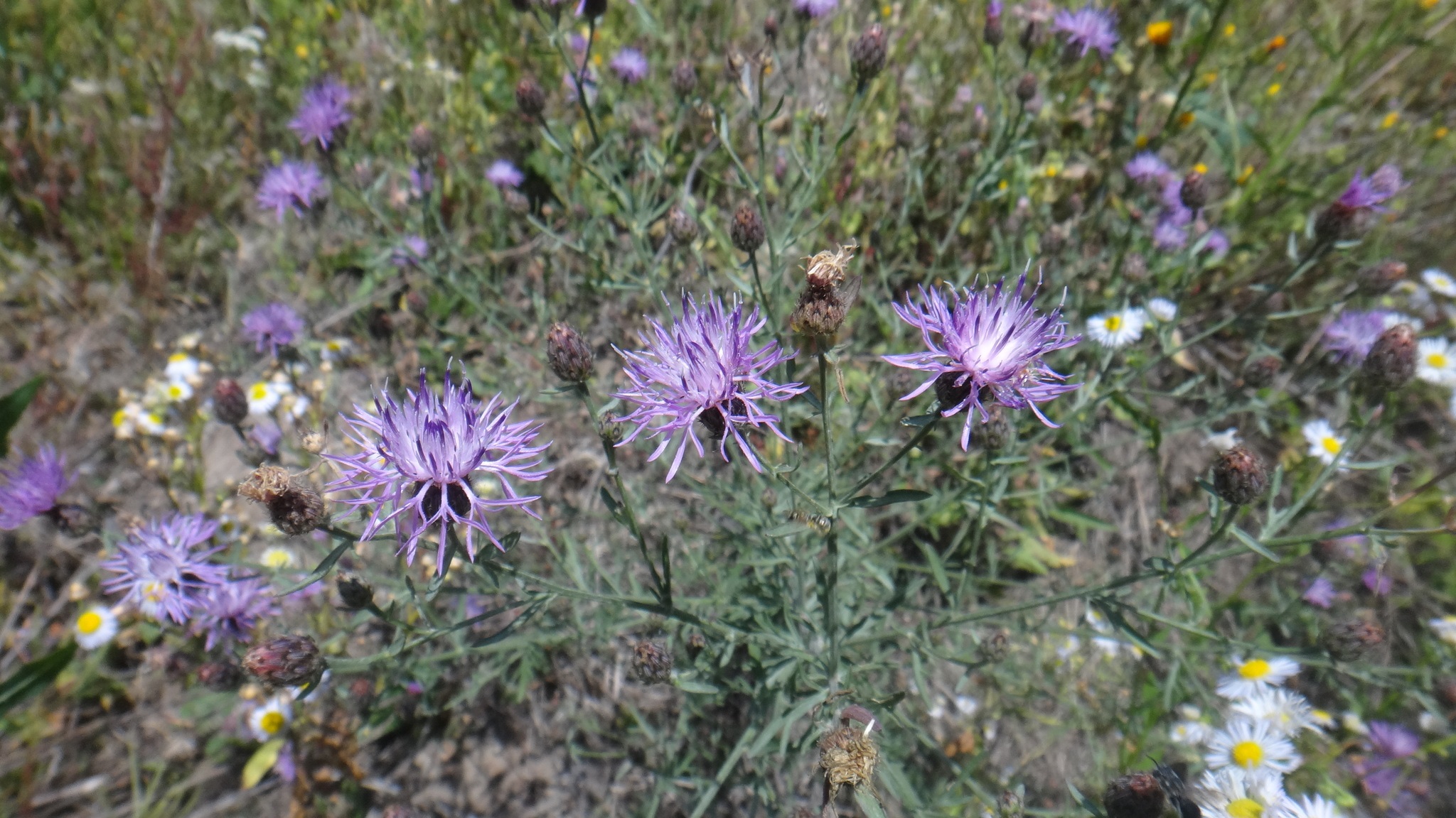 Spotted Knapweed - Flowers, fruit, plants - Public Domain.jpeg