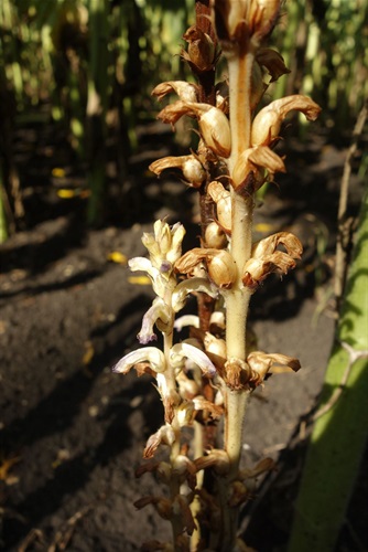 Sunflower Broomrape - Public Domain.jpeg