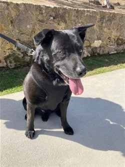 Labrador X Cattle dog
