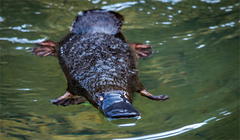 Platypus-George-release-Kaleb-Amos.png